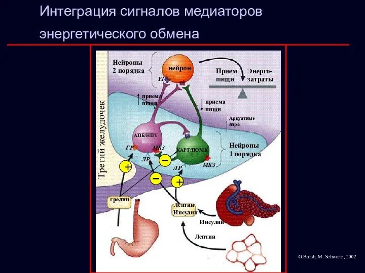 Y1 МК4 Интеграция сигналов медиаторов энергетического обмена МК4 Y1 нейрон Нейроны