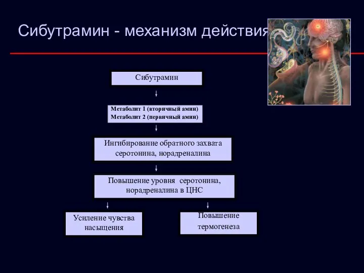 Сибутрамин Метаболит 1 (вторичный амин) Метаболит 2 (первичный амин) Ингибирование обратного