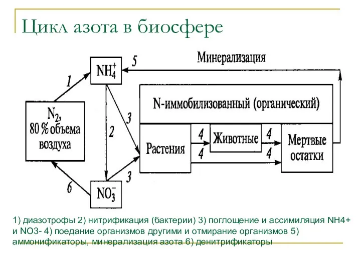 Цикл азота в биосфере 1) диазотрофы 2) нитрификация (бактерии) 3) поглощение