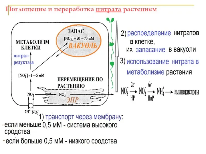 Поглощение и переработка нитрата растением