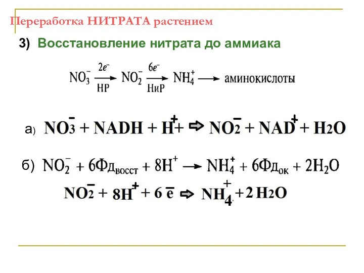 Переработка НИТРАТА растением 3) Восстановление нитрата до аммиака а) б)