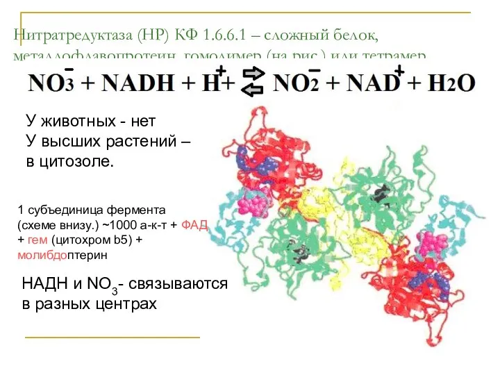 Нитратредуктаза (НР) КФ 1.6.6.1 – сложный белок, металлофлавопротеин, гомодимер (на рис.)