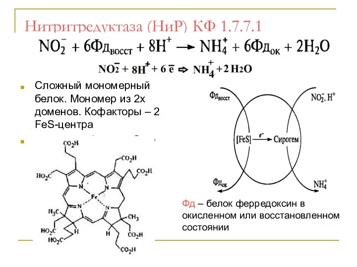 Нитритредуктаза (НиР) КФ 1.7.7.1 Сложный мономерный белок. Мономер из 2х доменов.