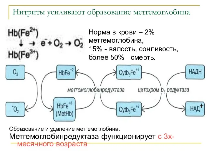 Нитриты усиливают образование метгемоглобина Образование и удаление метгемоглобина. Метгемоглобинредуктаза функционирует с