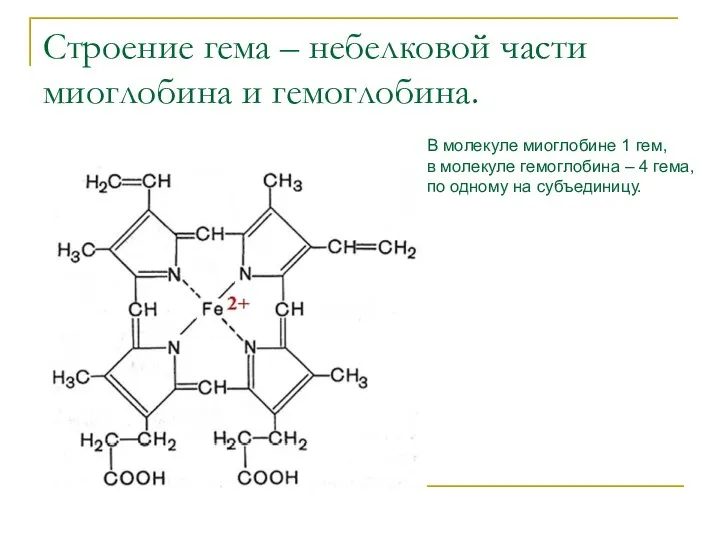 Строение гема – небелковой части миоглобина и гемоглобина. В молекуле миоглобине