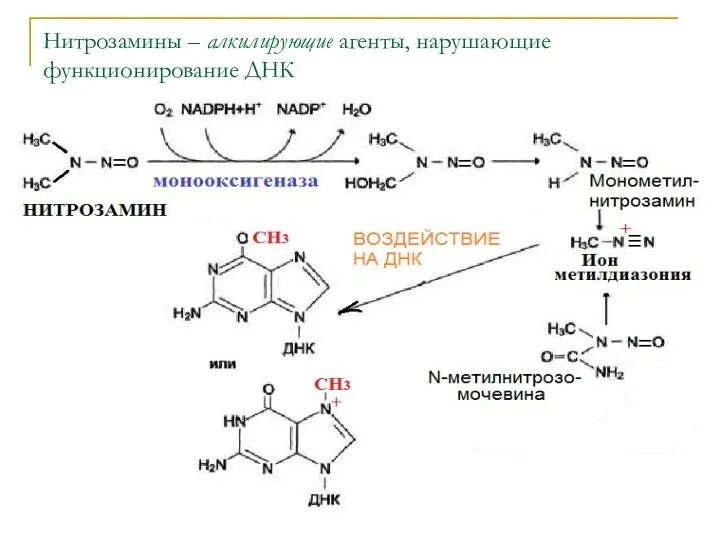 Нитрозамины – алкилирующие агенты, нарушающие функционирование ДНК