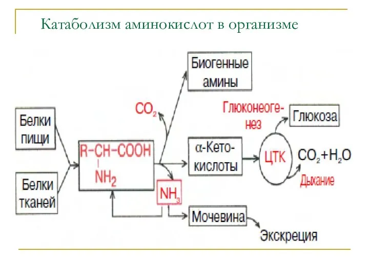 Катаболизм аминокислот в организме животных