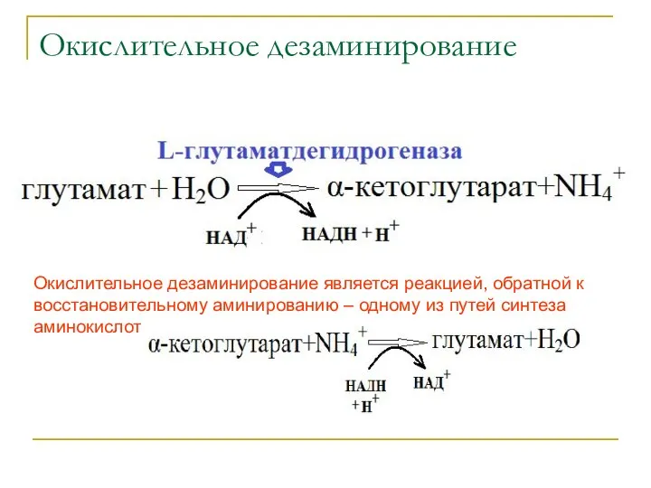 Окислительное дезаминирование Окислительное дезаминирование является реакцией, обратной к восстановительному аминированию – одному из путей синтеза аминокислот