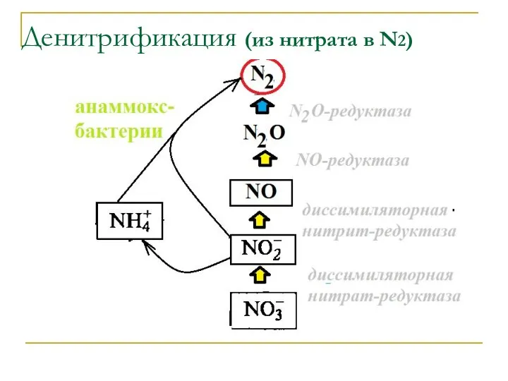 Денитрификация (из нитрата в N2)