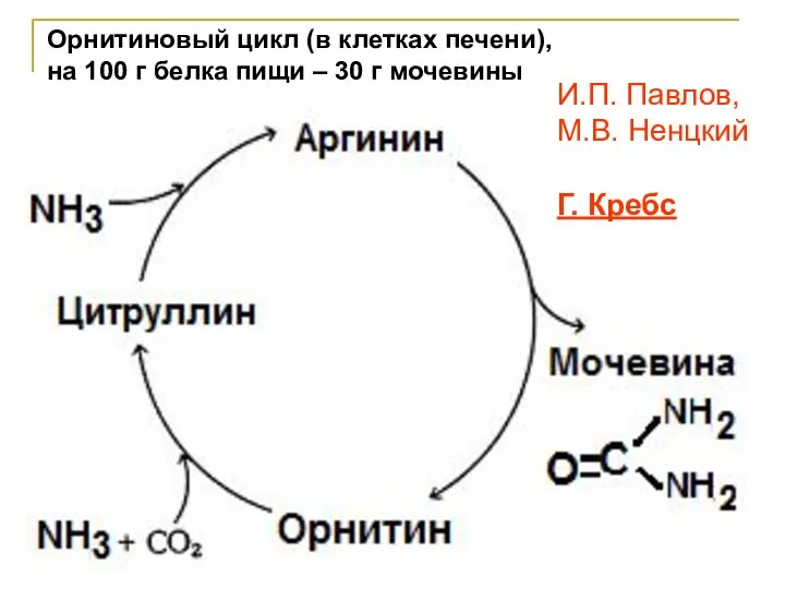 И.П. Павлов, М.В. Ненцкий Г. Кребс Орнитиновый цикл (в клетках печени),