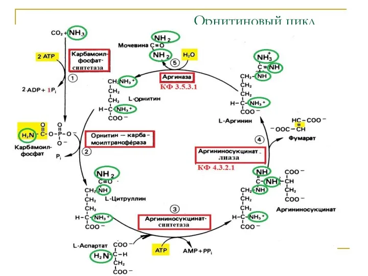 Орнитиновый цикл