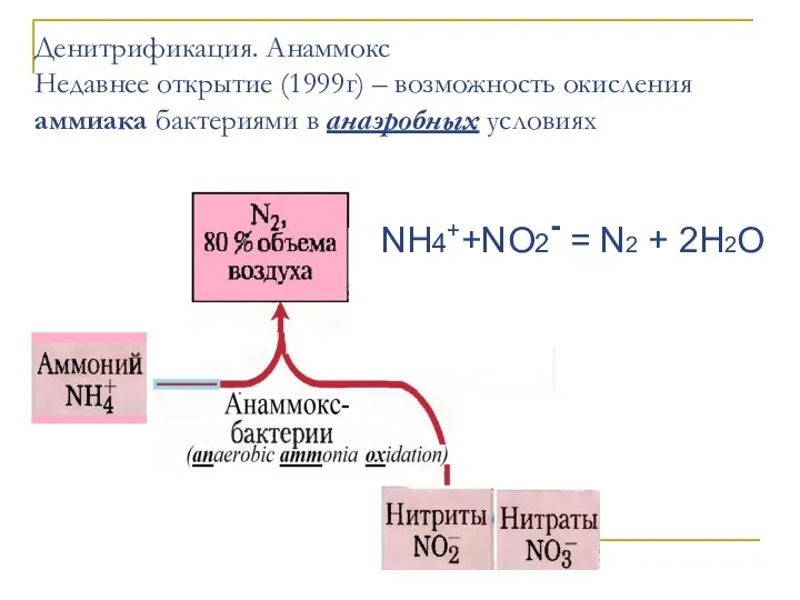 Денитрификация. Анаммокс Недавнее открытие (1999г) – возможность окисления аммиака бактериями в