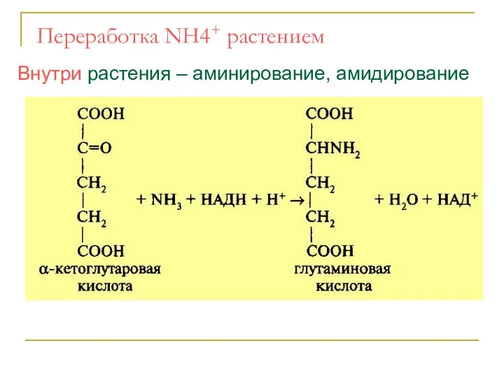 Переработка NH4+ растением Внутри растения – аминирование, амидирование