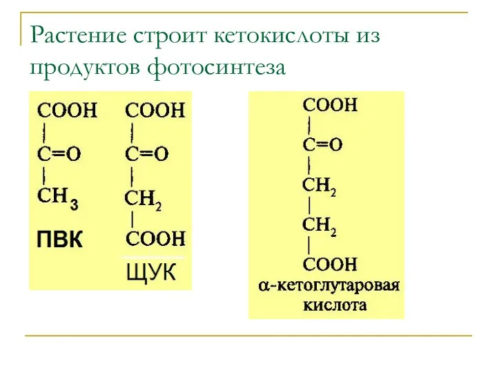 Растение строит кетокислоты из продуктов фотосинтеза