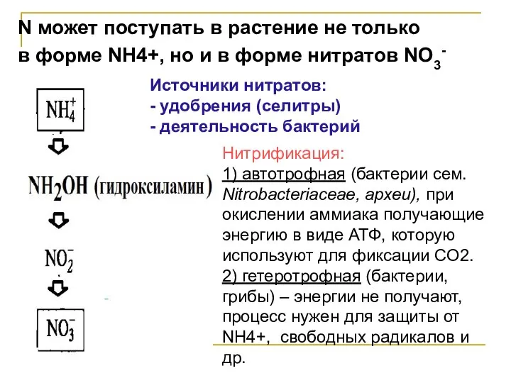 Нитрификация: 1) автотрофная (бактерии сем. Nitrobacteriaceae, археи), при окислении аммиака получающие