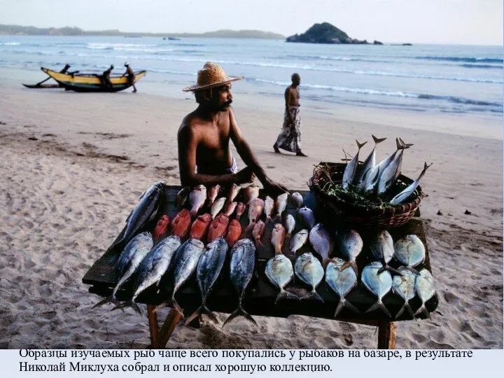 Образцы изучаемых рыб чаще всего покупались у рыбаков на базаре, в