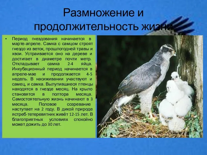 Размножение и продолжительность жизни Период гнездования начинается в марте-апреле. Самка с