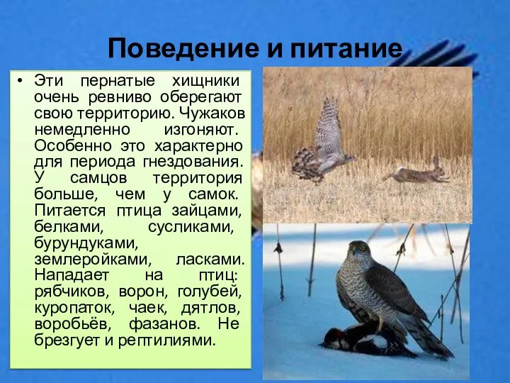 Поведение и питание Эти пернатые хищники очень ревниво оберегают свою территорию.