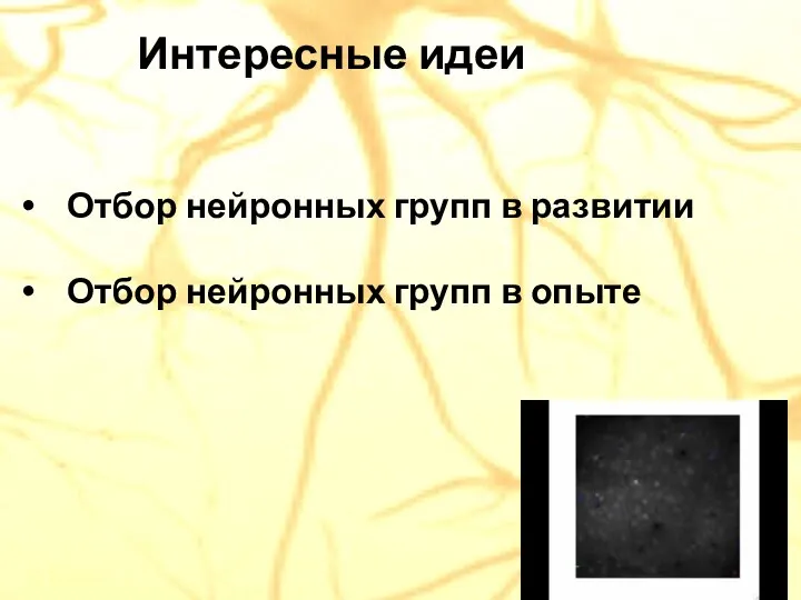 Интересные идеи Отбор нейронных групп в развитии Отбор нейронных групп в опыте