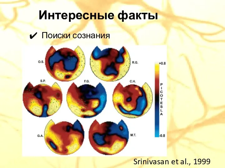 Поиски сознания Интересные факты Srinivasan et al., 1999