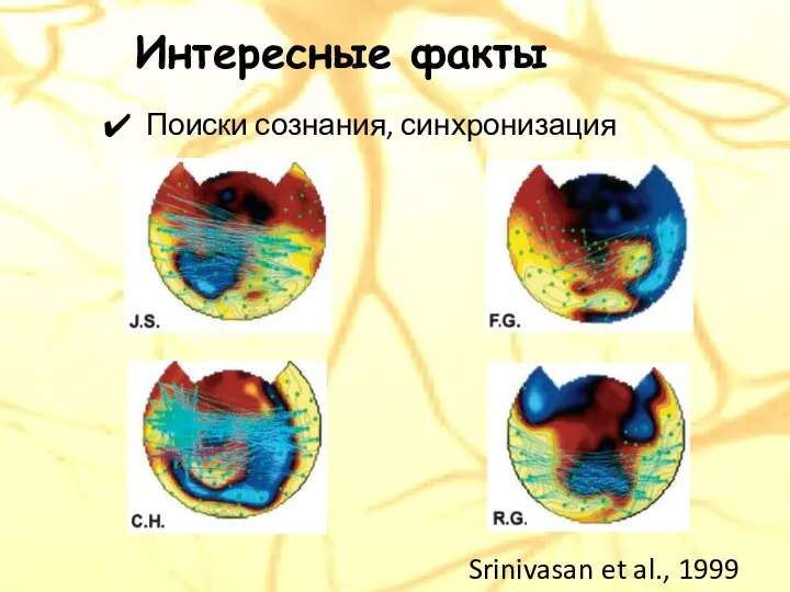 Поиски сознания, синхронизация Интересные факты Srinivasan et al., 1999