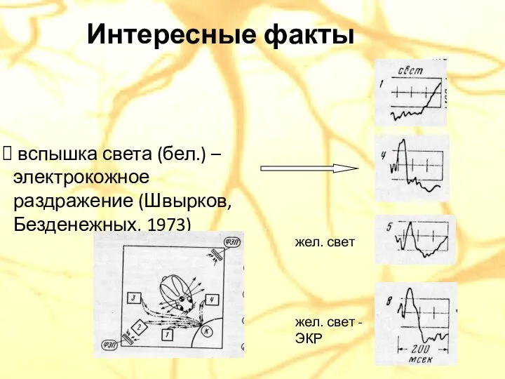 Интересные факты вспышка света (бел.) – электрокожное раздражение (Швырков, Безденежных, 1973)