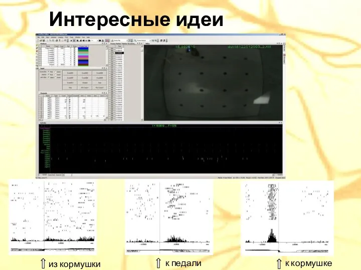 Интересные идеи из кормушки к педали к кормушке