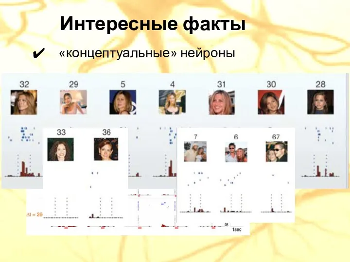 Интересные факты «концептуальные» нейроны