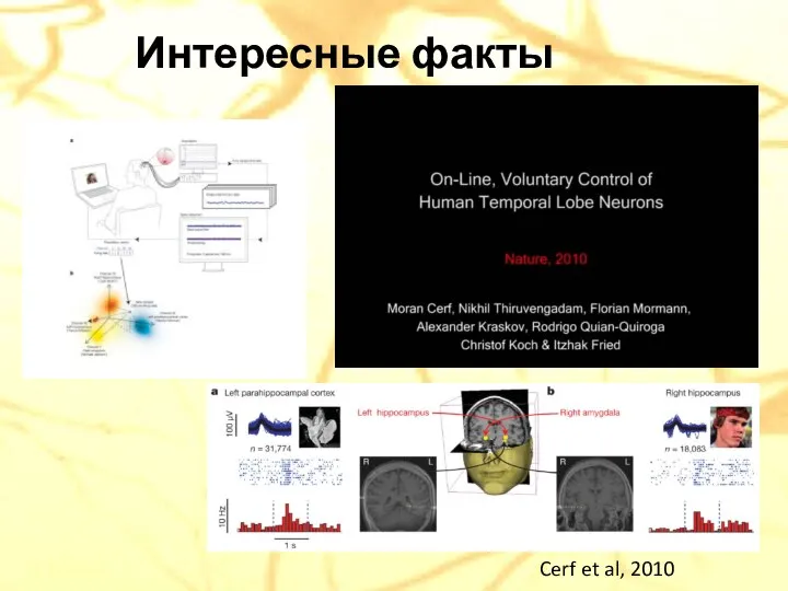 Интересные факты Cerf et al, 2010