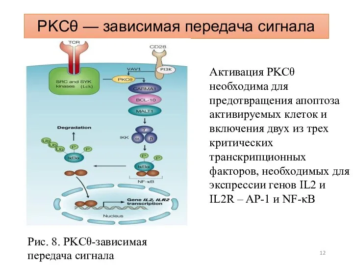 PKCθ — зависимая передача сигнала Активация PKCθ необходима для предотвращения апоптоза