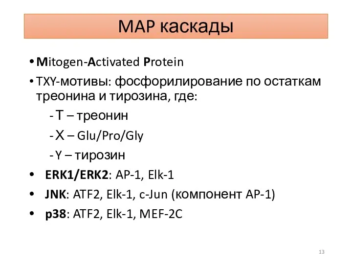 MAP каскады Mitogen-Activated Protein TXY-мотивы: фосфорилирование по остаткам треонина и тирозина,