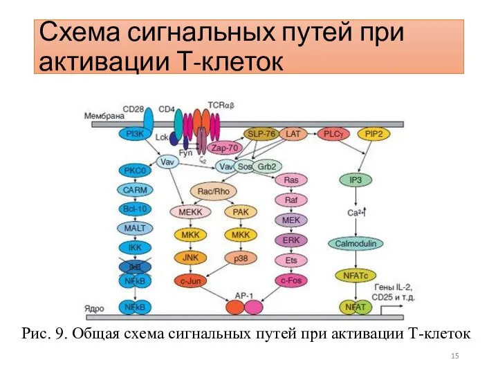 Схема сигнальных путей при активации Т-клеток Рис. 9. Общая схема сигнальных путей при активации Т-клеток