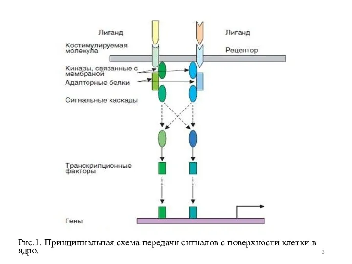 Рис.1. Принципиальная схема передачи сигналов с поверхности клетки в ядро.