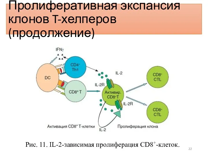 Пролиферативная экспансия клонов T-хелперов (продолжение) Рис. 11. IL-2-зависимая пролиферация CD8+-клеток.