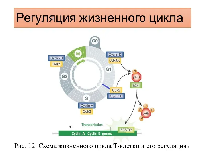 Регуляция жизненного цикла Рис. 12. Схема жизненного цикла Т-клетки и его регуляция