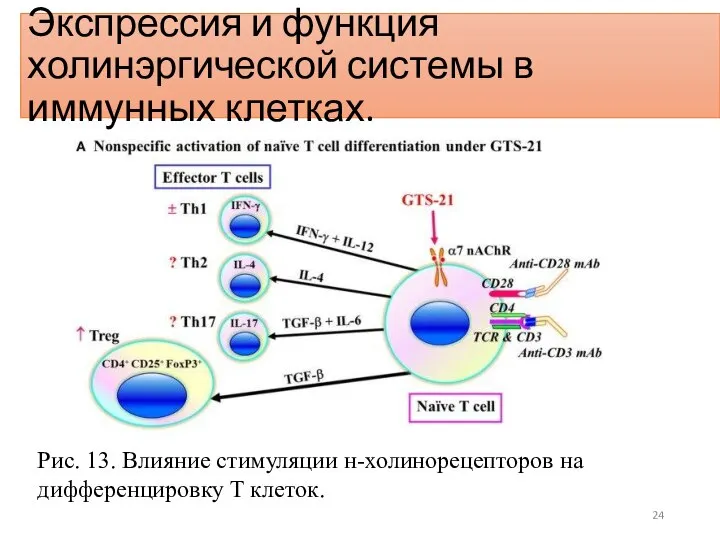 Экспрессия и функция холинэргической системы в иммунных клетках. Рис. 13. Влияние