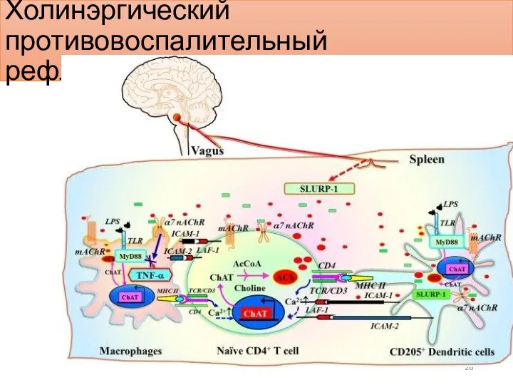 Холинэргический противовоспалительный рефлекторный путь