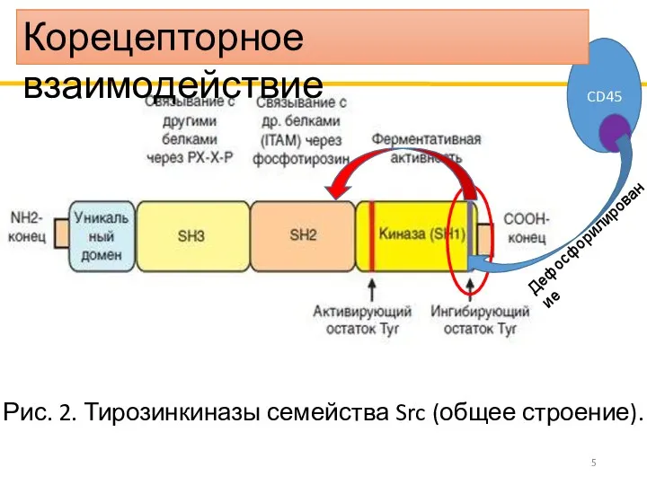 Рис. 2. Тирозинкиназы семейства Src (общее строение). CD45 Дефосфорилирование Корецепторное взаимодействие
