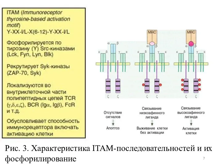 Рис. 3. Характеристика ITAM-последовательностей и их фосфорилирование