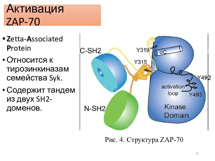 Активация ZAP-70 Zetta-Associated Protein Относится к тирозинкиназам семейства Syk. Содержит тандем