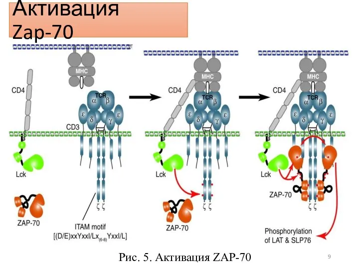 Активация Zap-70 Рис. 5. Активация ZAP-70