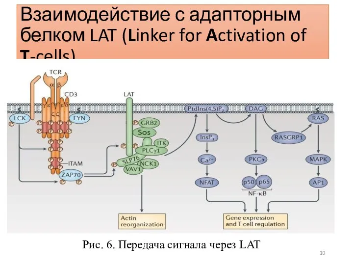 Взаимодействие с адапторным белком LAT (Linker for Activation of T-cells) Рис. 6. Передача сигнала через LAT