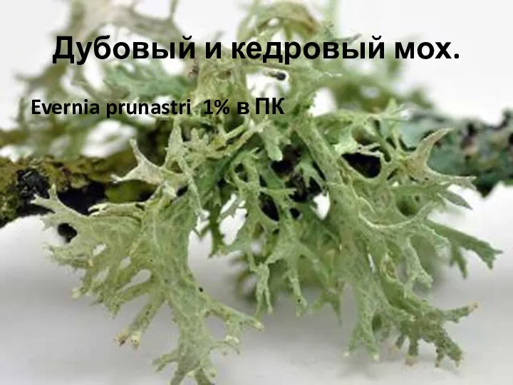 Дубовый и кедровый мох. Evernia prunastri 1% в ПК
