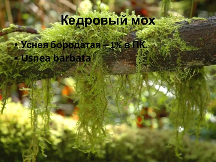 Кедровый мох Уснея бородатая – 1% в ПК. Usnea barbata