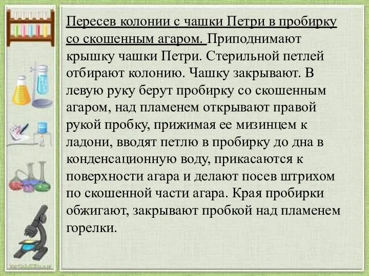 Пересев колонии с чашки Петри в пробирку со скошенным агаром. Приподнимают