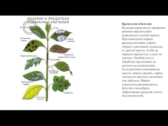 Вредители и болезни Большая вероятность заражения разными вредителями появляется в летний