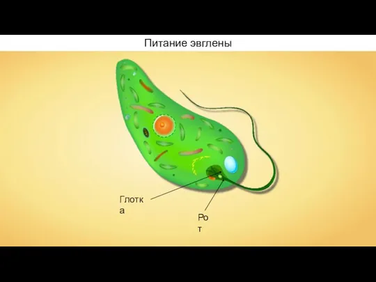 Глотка Рот Питание эвглены