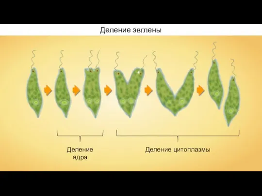 Деление эвглены Деление ядра Деление цитоплазмы