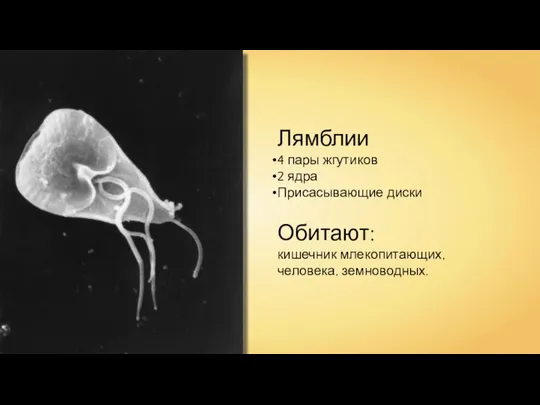 Лямблии 4 пары жгутиков 2 ядра Присасывающие диски Обитают: кишечник млекопитающих, человека, земноводных.