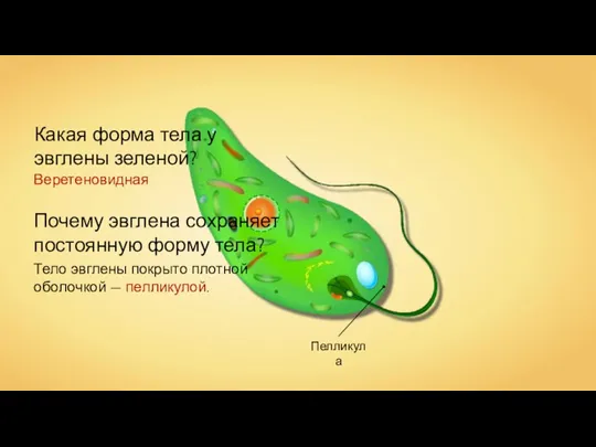 Пелликула Какая форма тела у эвглены зеленой? Веретеновидная Почему эвглена сохраняет